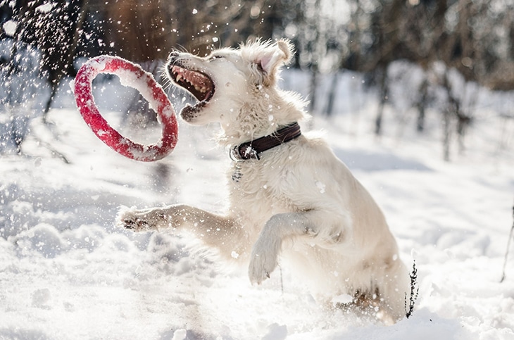 playing with your pet in winter