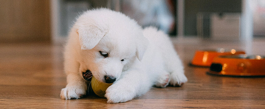 puppy playing with a ball on national puppy day