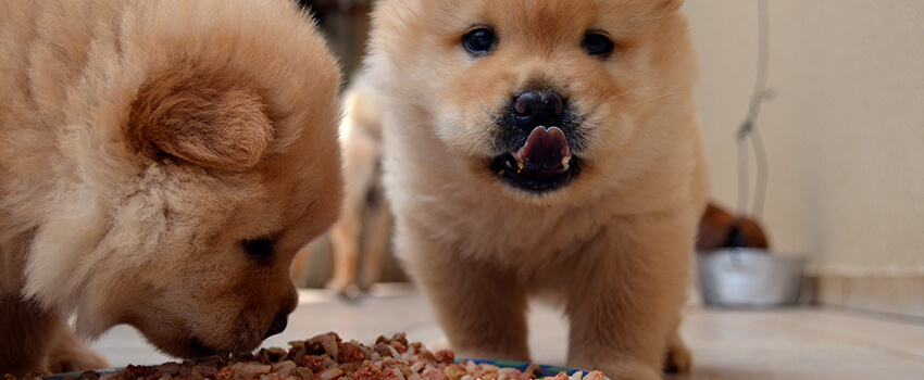 puppies eating puppy food on national puppy day