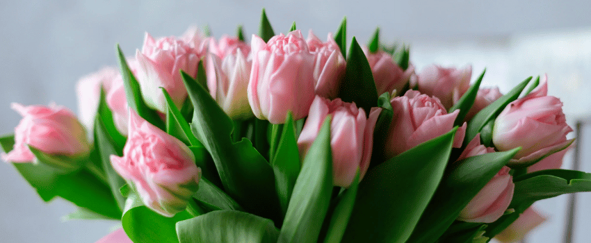 valentines day pink tulips bouquet