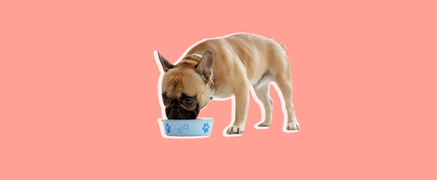 Free Pet Food Samples
